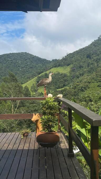 Sitio Com Piscina Natural E Cascata, Com Linda Vista Em Lumiar. Esterno foto